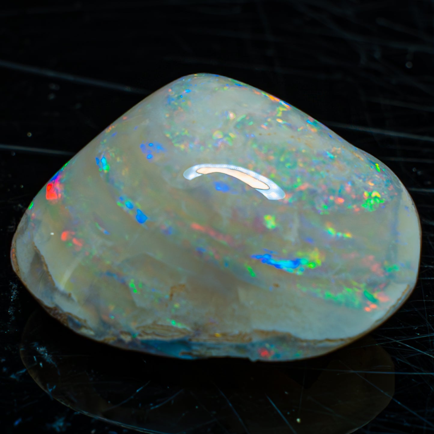 Natürliche AAA+ Opalesierte Fossile Muschel aus Australien, 54.455ct