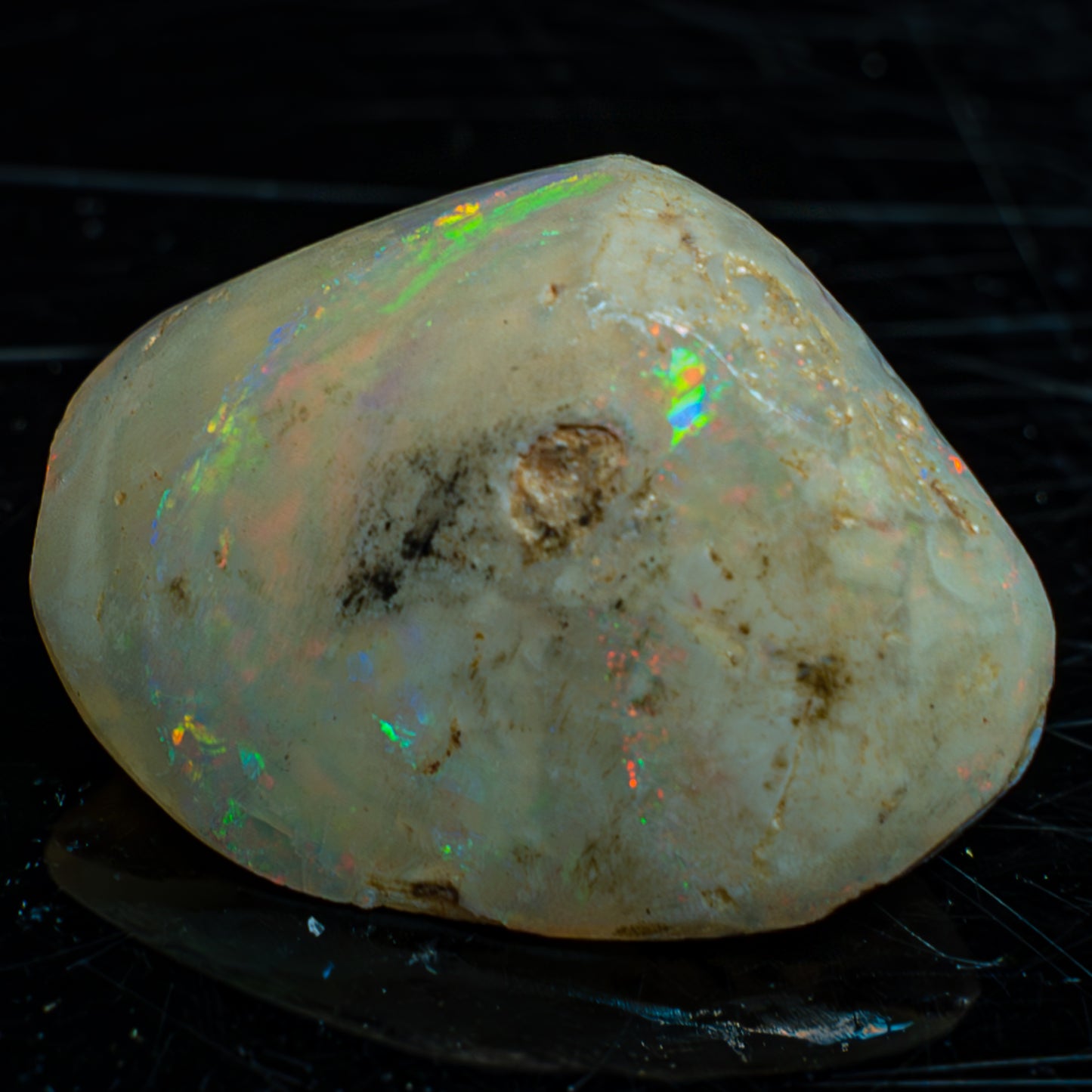 Natürliche AAA+ Opalesierte Fossile Muschel aus Australien, 54.455ct