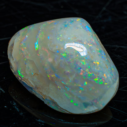 Natürliche AAA+ Opalesierte Fossile Muschel aus Australien, 54.455ct