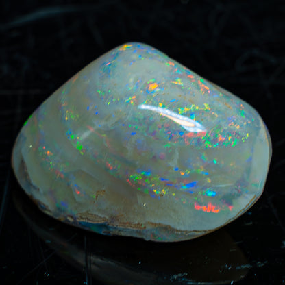 Natürliche AAA+ Opalesierte Fossile Muschel aus Australien, 54.455ct