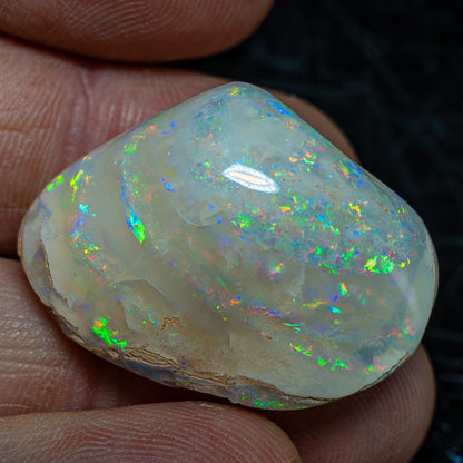 Natürliche AAA+ Opalesierte Fossile Muschel aus Australien, 54.455ct