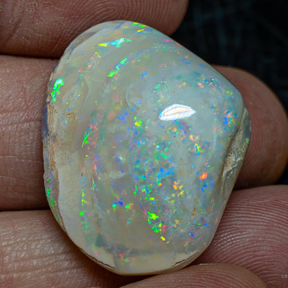 Natürliche AAA+ Opalesierte Fossile Muschel aus Australien, 54.455ct