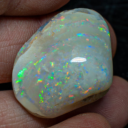 Natürliche AAA+ Opalesierte Fossile Muschel aus Australien, 54.455ct