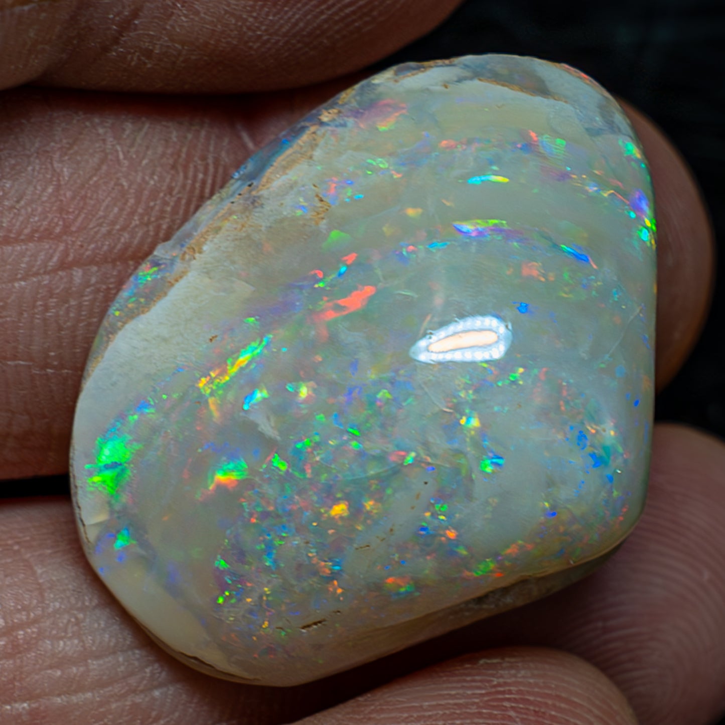 Natürliche AAA+ Opalesierte Fossile Muschel aus Australien, 54.455ct