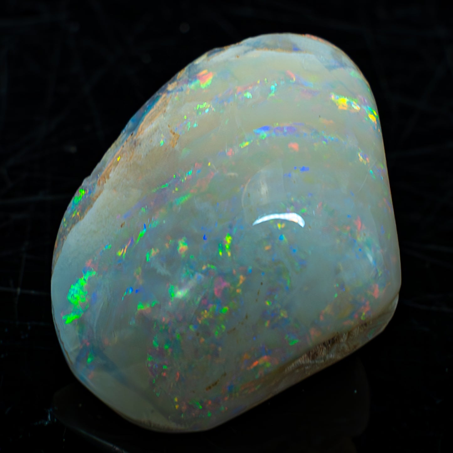 Natürliche AAA+ Opalesierte Fossile Muschel aus Australien, 54.455ct