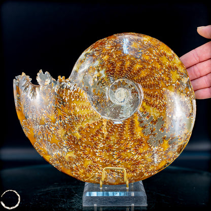 Ammonit Fossil – beeindruckendes Naturkunstwerk mit einzigartiger Kristallstruktur 2804,52g