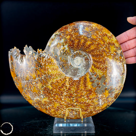 Ammonit Fossil – beeindruckendes Naturkunstwerk mit einzigartiger Kristallstruktur 2804,52g