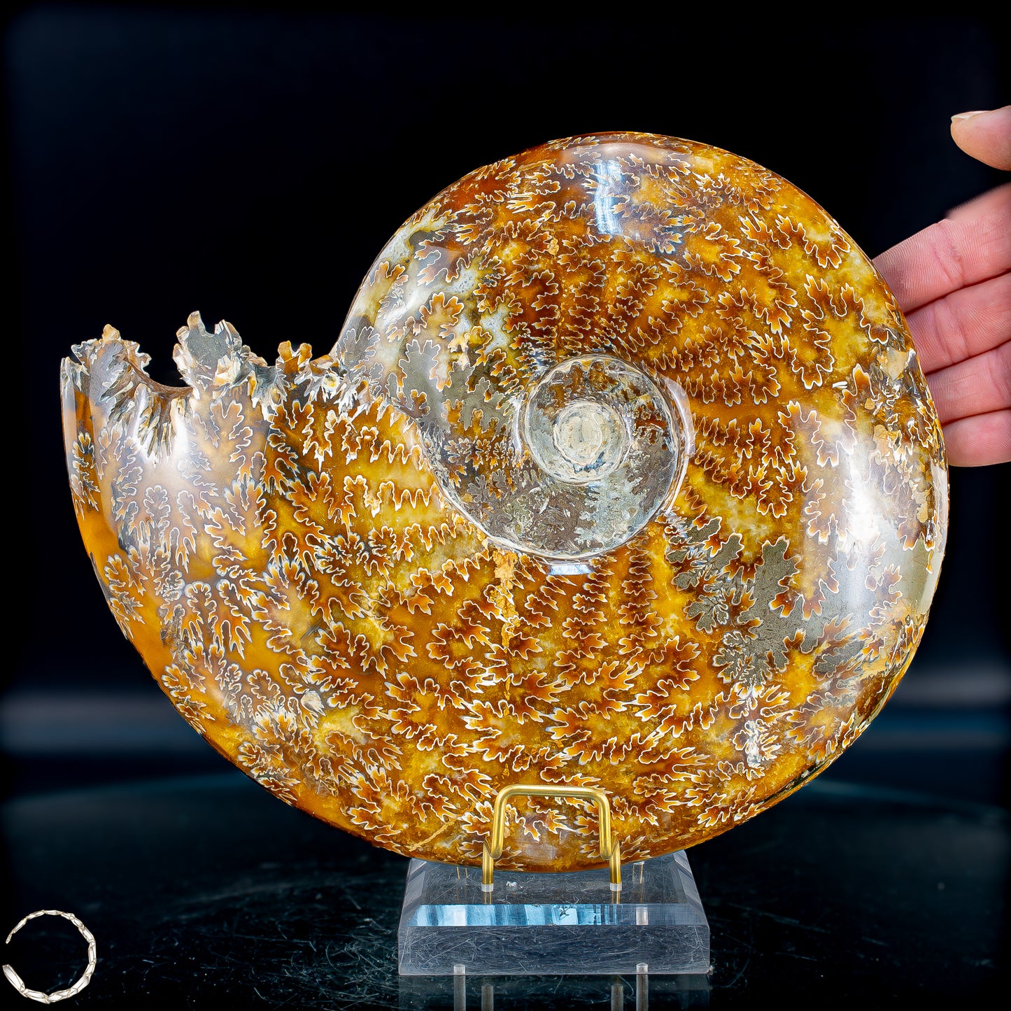 Ammonit Fossil – beeindruckendes Naturkunstwerk mit einzigartiger Kristallstruktur 2804,52g