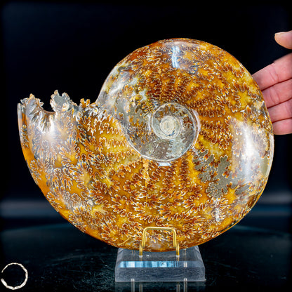Ammonit Fossil – beeindruckendes Naturkunstwerk mit einzigartiger Kristallstruktur 2804,52g