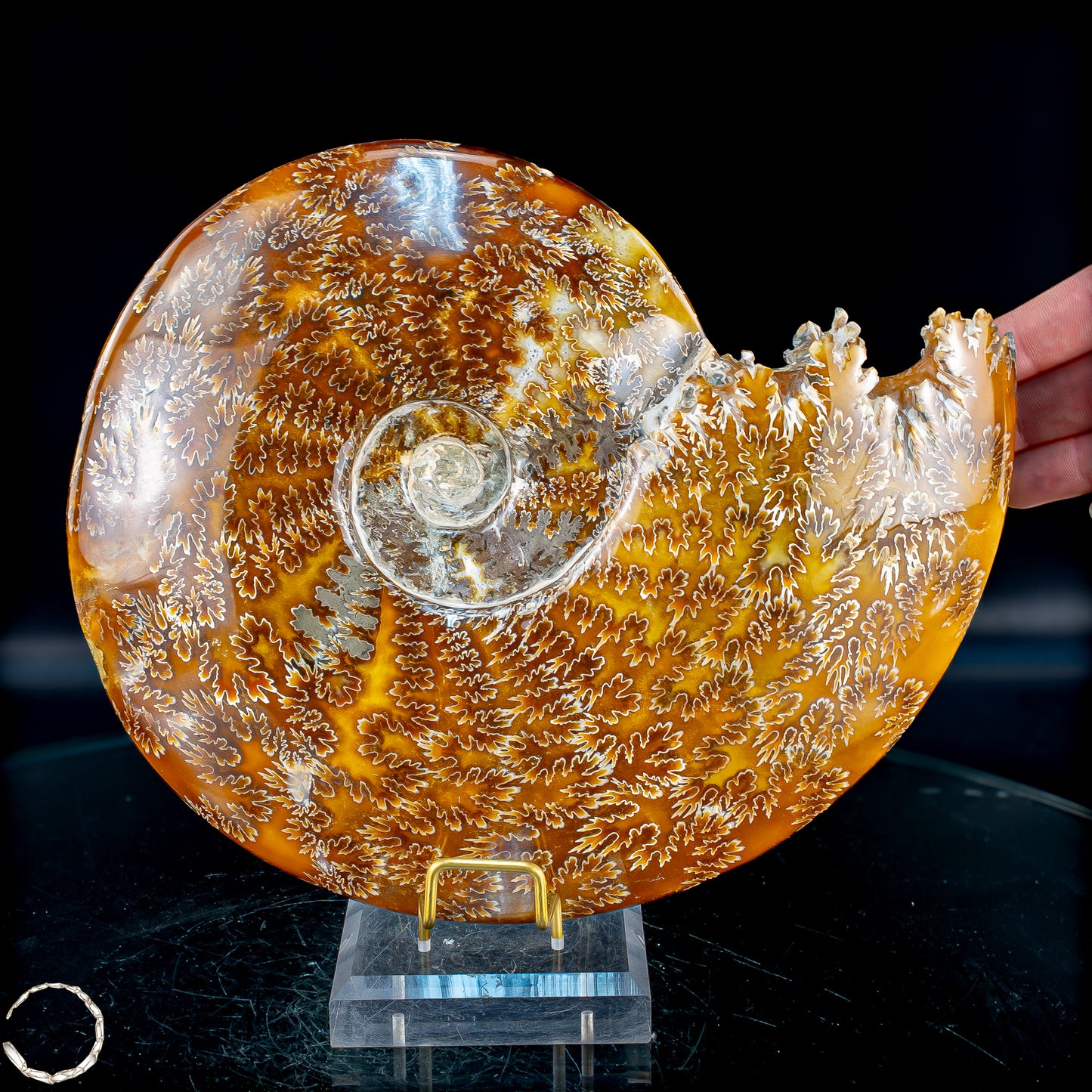 Ammonit Fossil – beeindruckendes Naturkunstwerk mit einzigartiger Kristallstruktur 2804,52g