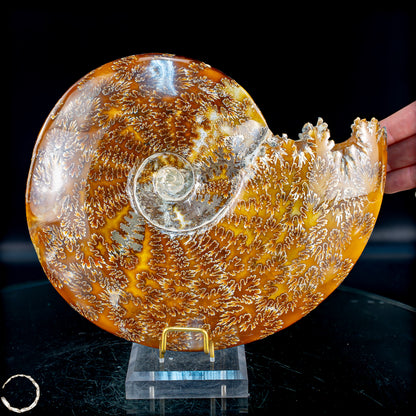 Ammonit Fossil – beeindruckendes Naturkunstwerk mit einzigartiger Kristallstruktur 2804,52g