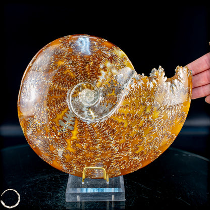 Ammonit Fossil – beeindruckendes Naturkunstwerk mit einzigartiger Kristallstruktur 2804,52g