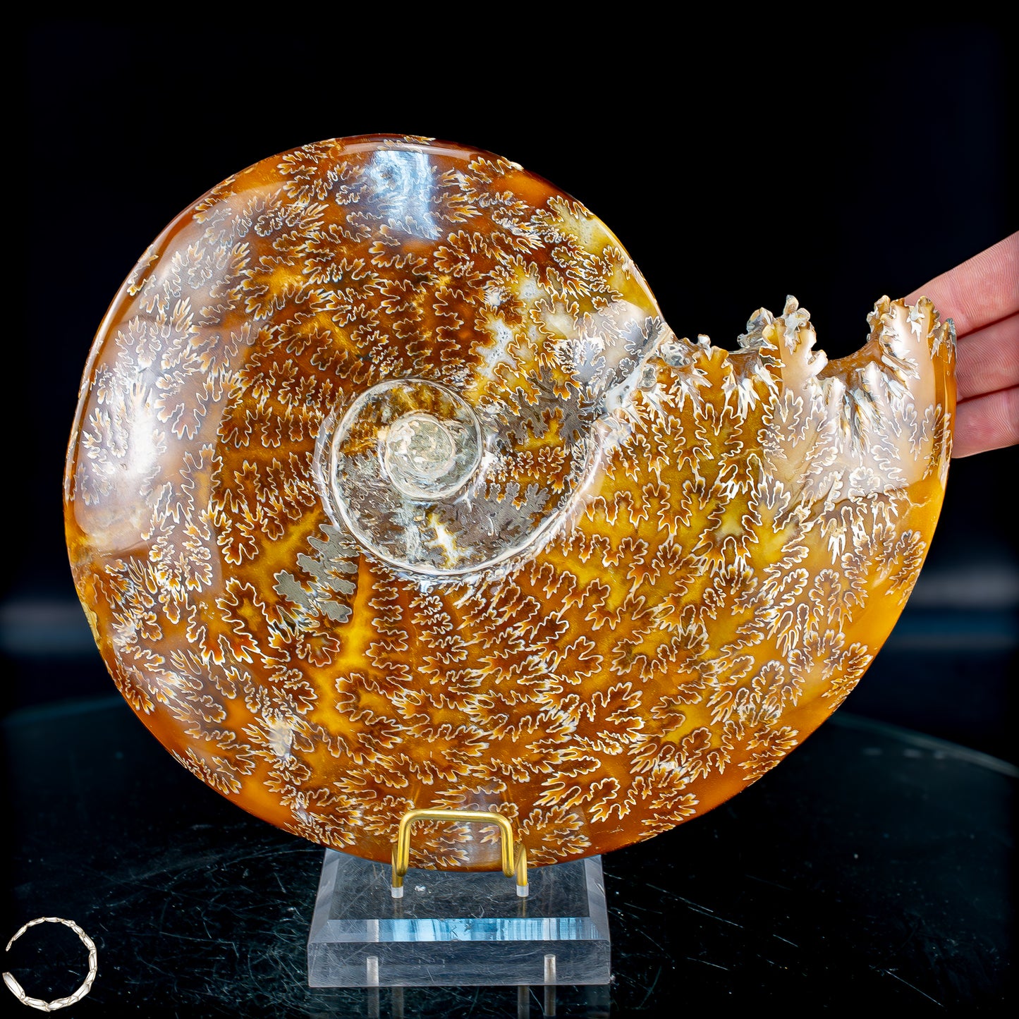 Ammonit Fossil – beeindruckendes Naturkunstwerk mit einzigartiger Kristallstruktur 2804,52g