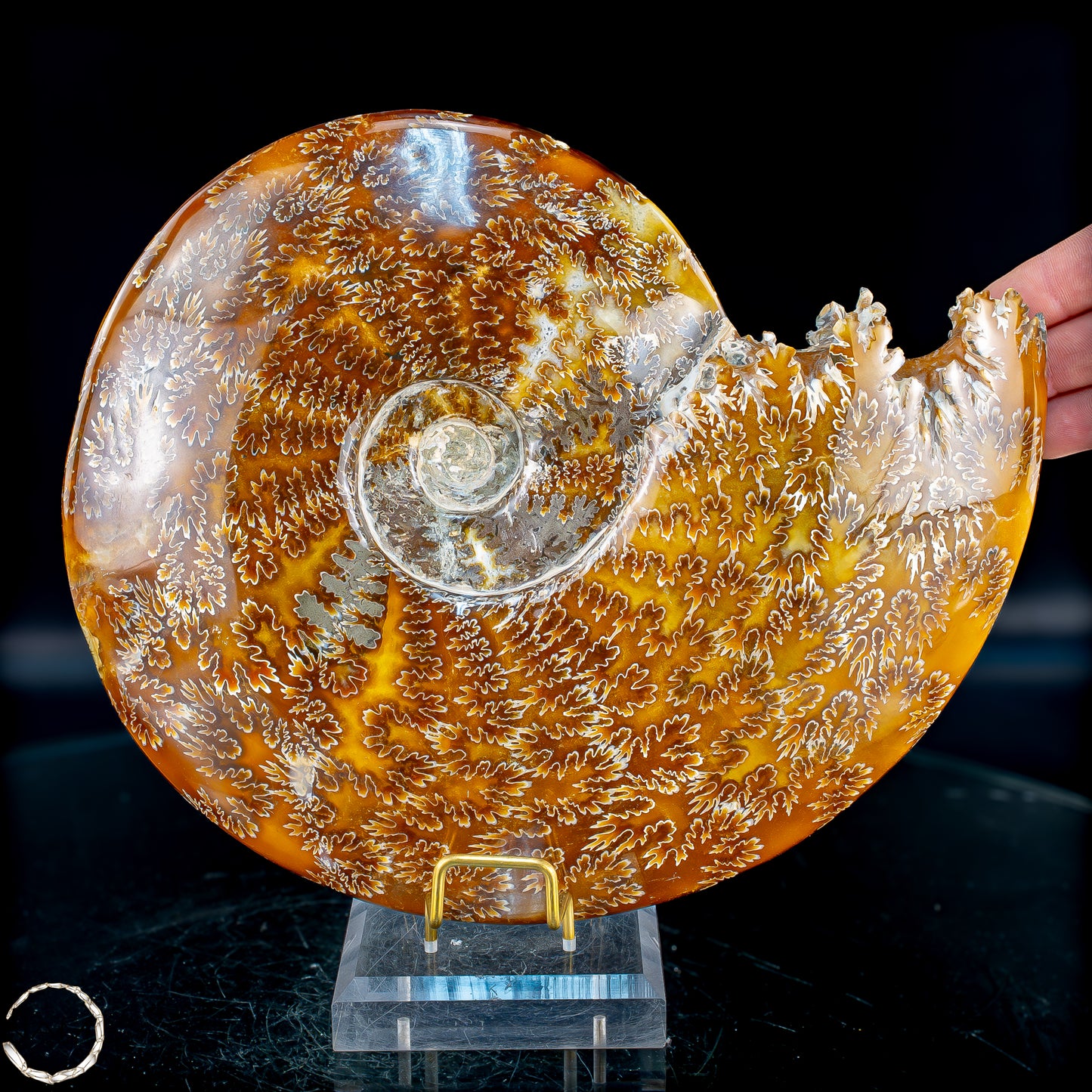 Ammonit Fossil – beeindruckendes Naturkunstwerk mit einzigartiger Kristallstruktur 2804,52g