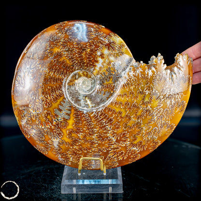 Ammonit Fossil – beeindruckendes Naturkunstwerk mit einzigartiger Kristallstruktur 2804,52g