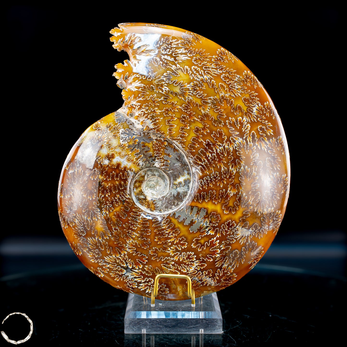 Ammonit Fossil – beeindruckendes Naturkunstwerk mit einzigartiger Kristallstruktur 2804,52g