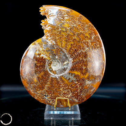 Ammonit Fossil – beeindruckendes Naturkunstwerk mit einzigartiger Kristallstruktur 2804,52g