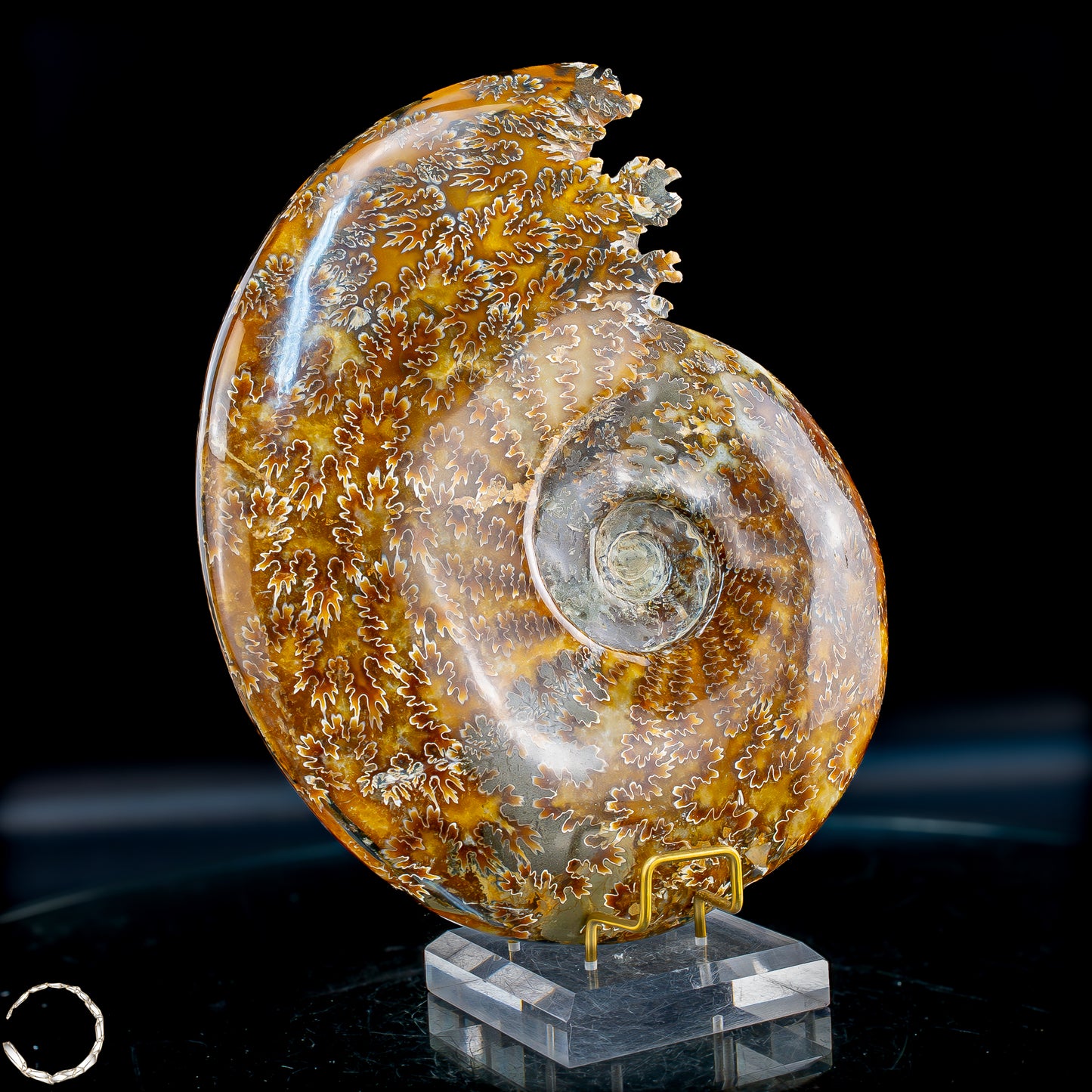 Ammonit Fossil – beeindruckendes Naturkunstwerk mit einzigartiger Kristallstruktur 2804,52g