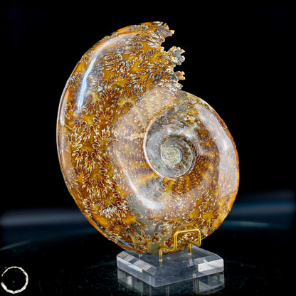 Ammonit Fossil – beeindruckendes Naturkunstwerk mit einzigartiger Kristallstruktur 2804,52g