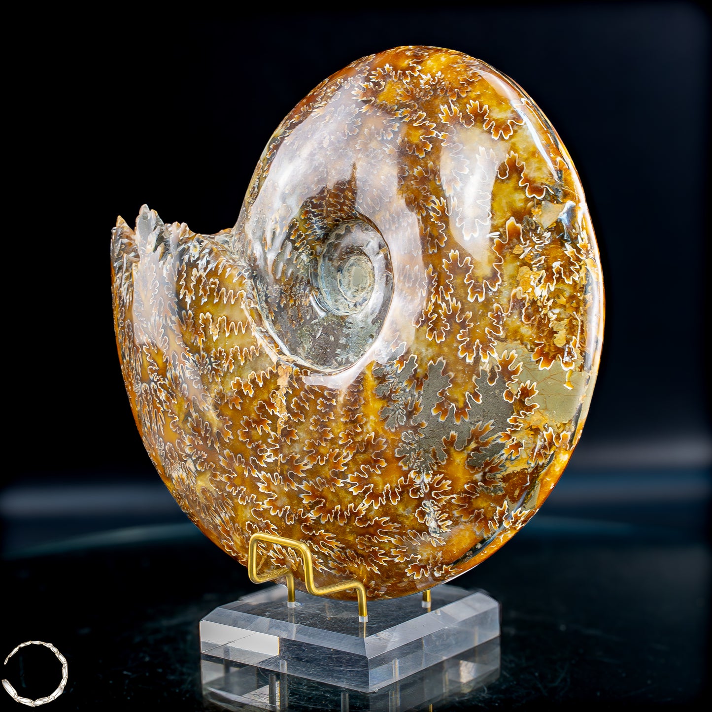 Ammonit Fossil – beeindruckendes Naturkunstwerk mit einzigartiger Kristallstruktur 2804,52g