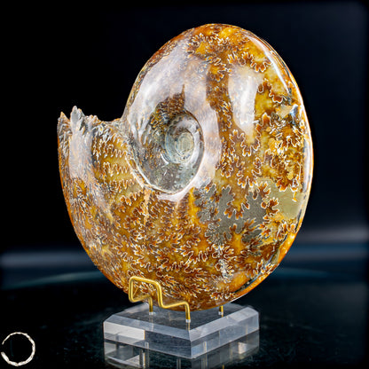 Ammonit Fossil – beeindruckendes Naturkunstwerk mit einzigartiger Kristallstruktur 2804,52g