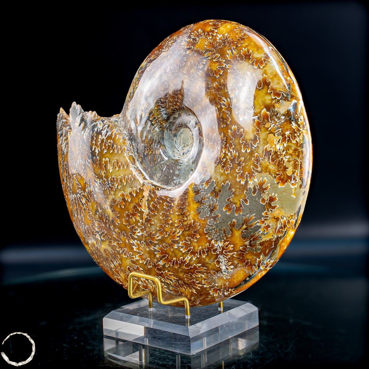 Ammonit Fossil – beeindruckendes Naturkunstwerk mit einzigartiger Kristallstruktur 2804,52g