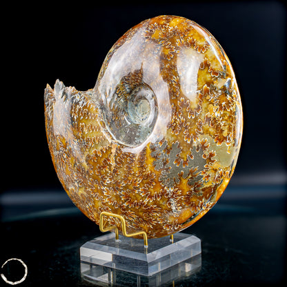 Ammonit Fossil – beeindruckendes Naturkunstwerk mit einzigartiger Kristallstruktur 2804,52g