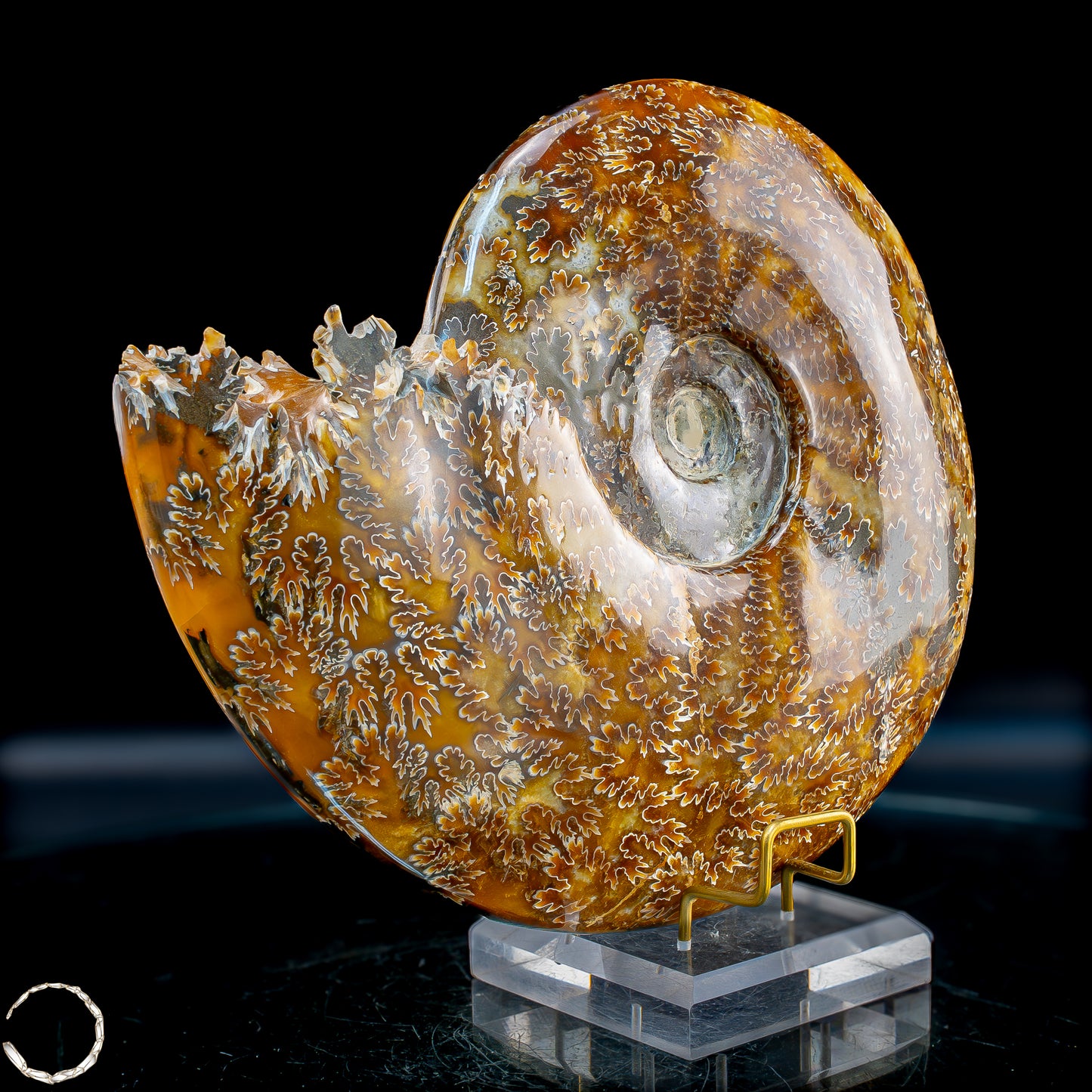 Ammonit Fossil – beeindruckendes Naturkunstwerk mit einzigartiger Kristallstruktur 2804,52g