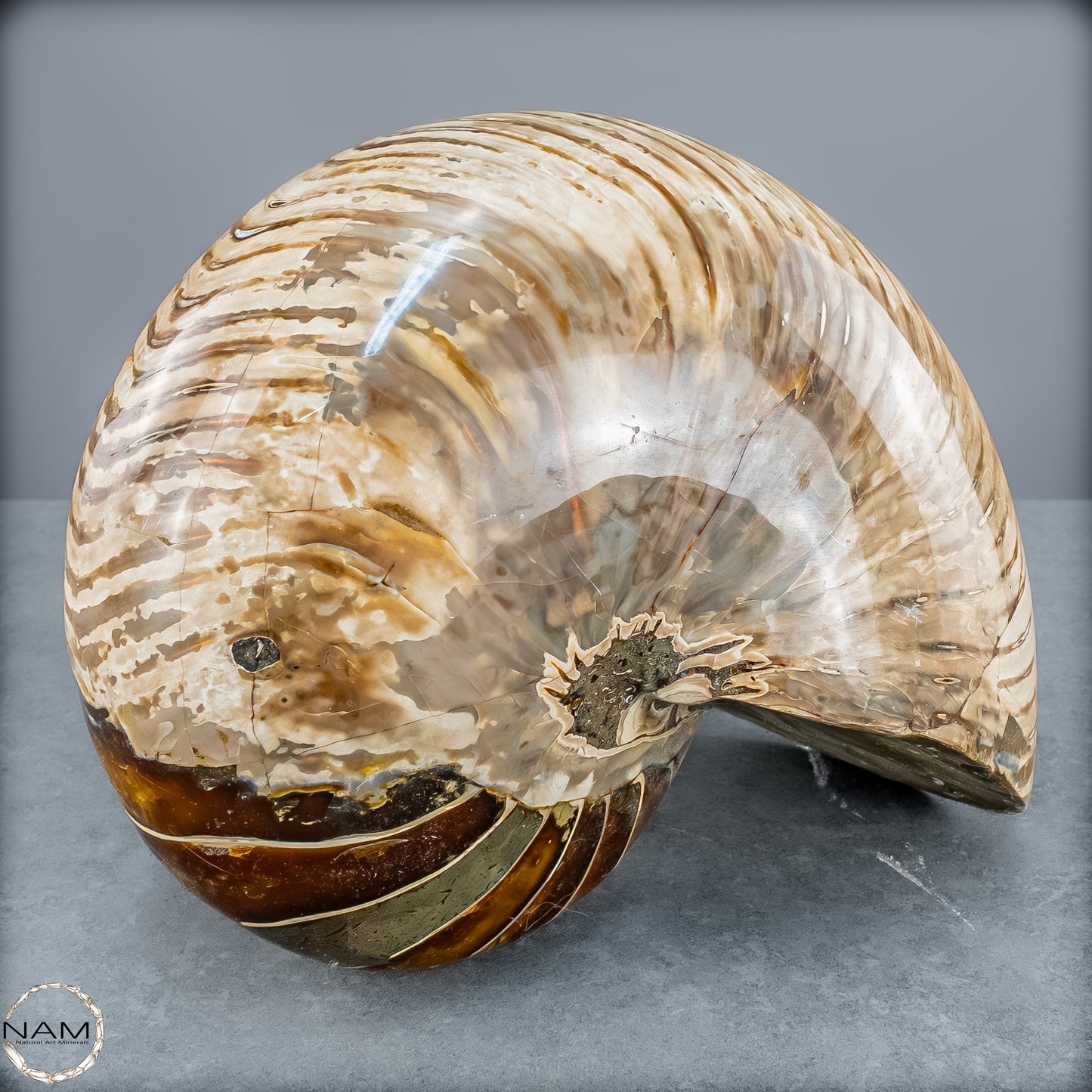 Natürlicher Bunter & Schillernder Nautilus Fossil - 4228,16g