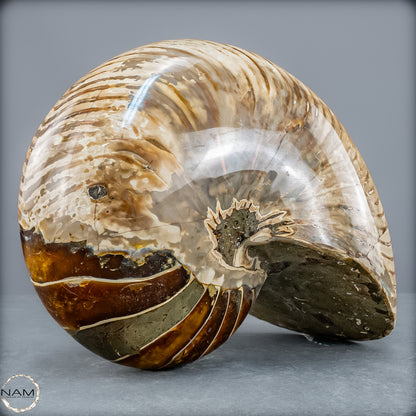 Natürlicher Bunter & Schillernder Nautilus Fossil - 4228,16g