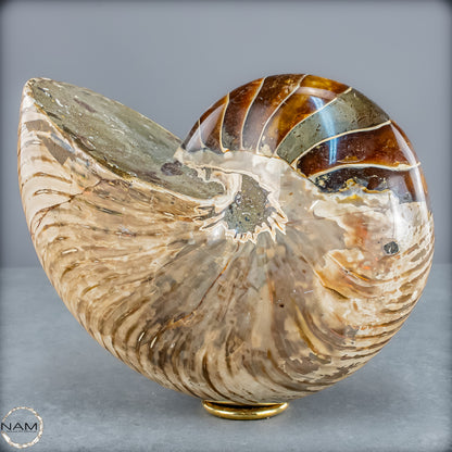 Natürlicher Bunter & Schillernder Nautilus Fossil - 4228,16g