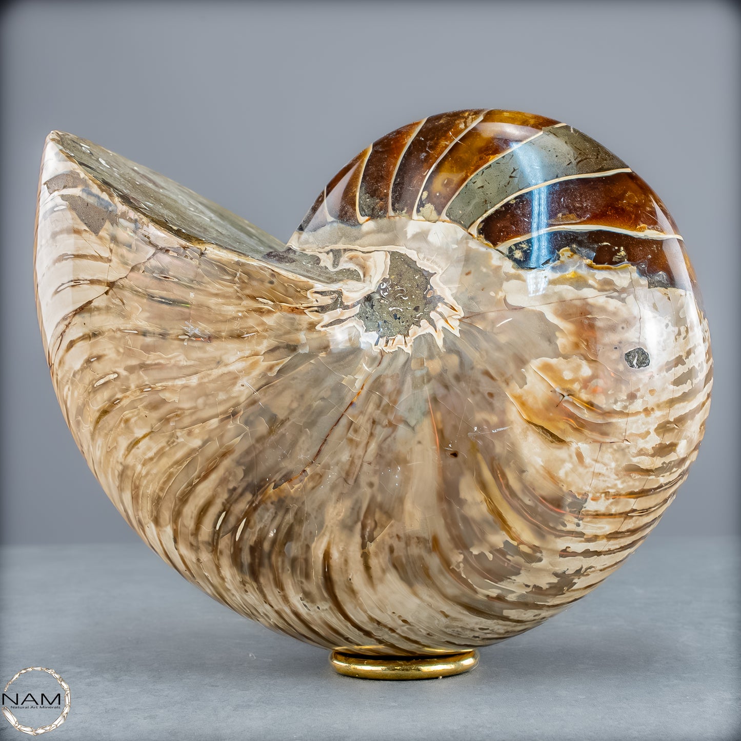 Natürlicher Bunter & Schillernder Nautilus Fossil - 4228,16g