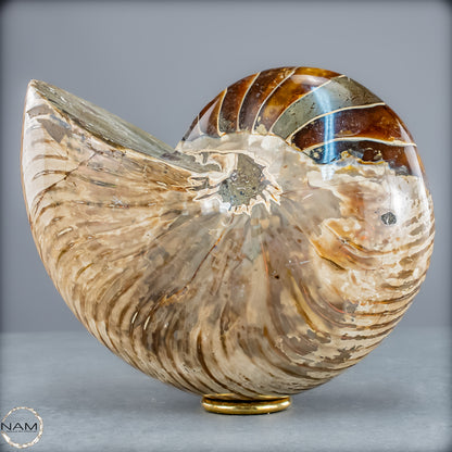 Natürlicher Bunter & Schillernder Nautilus Fossil - 4228,16g