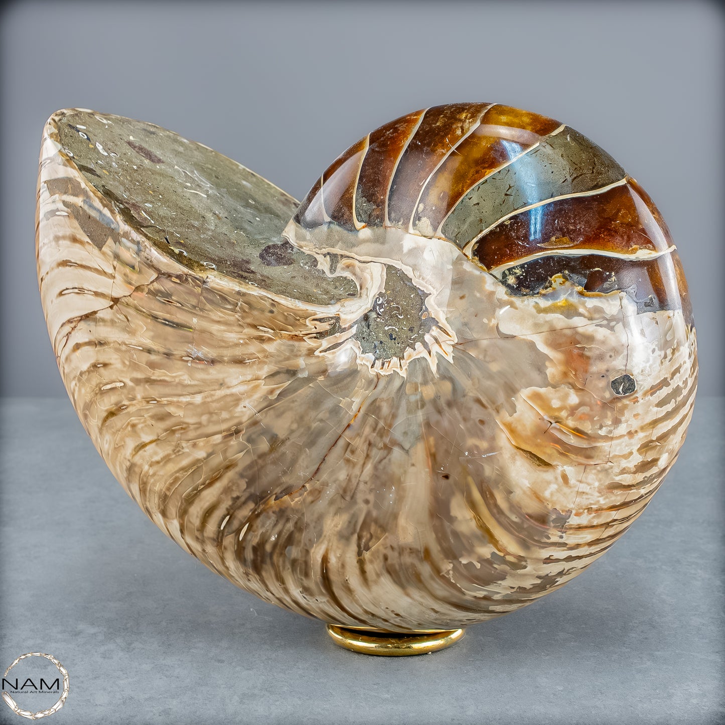 Natürlicher Bunter & Schillernder Nautilus Fossil - 4228,16g