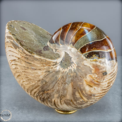 Natürlicher Bunter & Schillernder Nautilus Fossil - 4228,16g