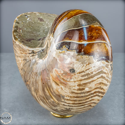 Natürlicher Bunter & Schillernder Nautilus Fossil - 4228,16g