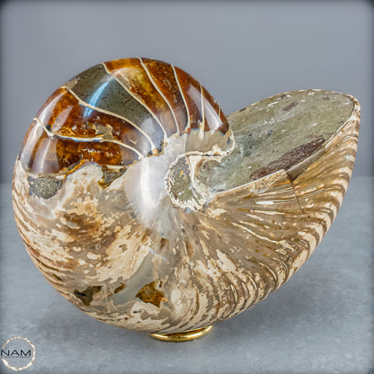 Natürlicher Bunter & Schillernder Nautilus Fossil - 4228,16g