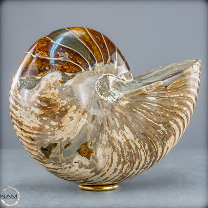 Natürlicher Bunter & Schillernder Nautilus Fossil - 4228,16g