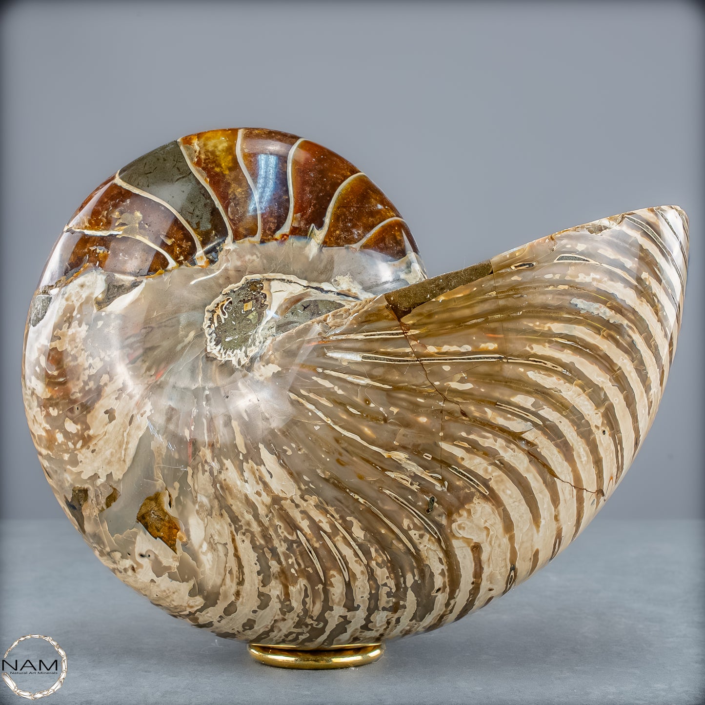 Natürlicher Bunter & Schillernder Nautilus Fossil - 4228,16g