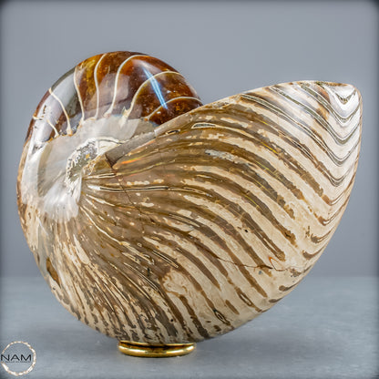 Natürlicher Bunter & Schillernder Nautilus Fossil - 4228,16g