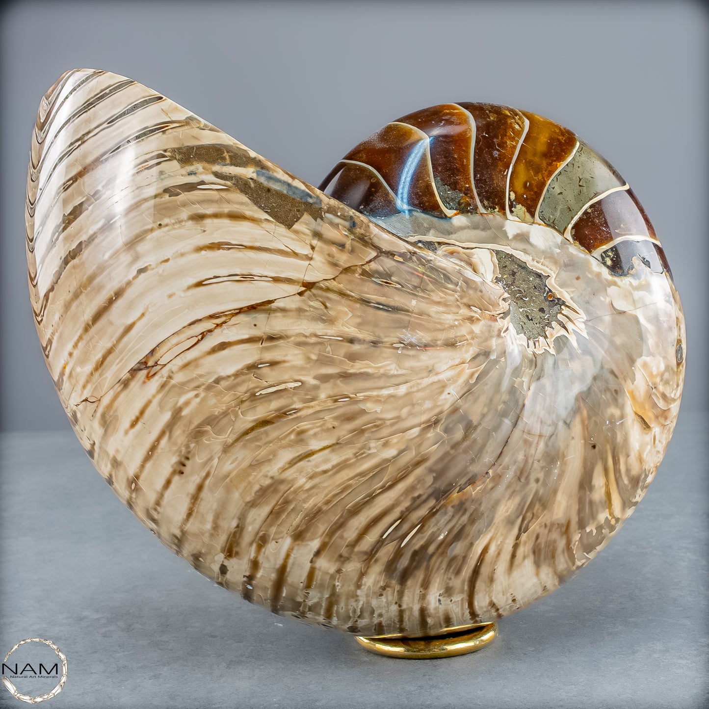 Natürlicher Bunter & Schillernder Nautilus Fossil - 4228,16g