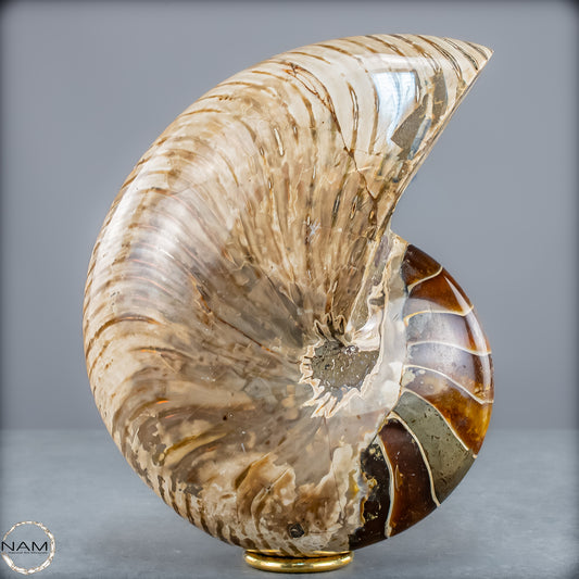 Natürlicher Bunter & Schillernder Nautilus Fossil - 4228,16g