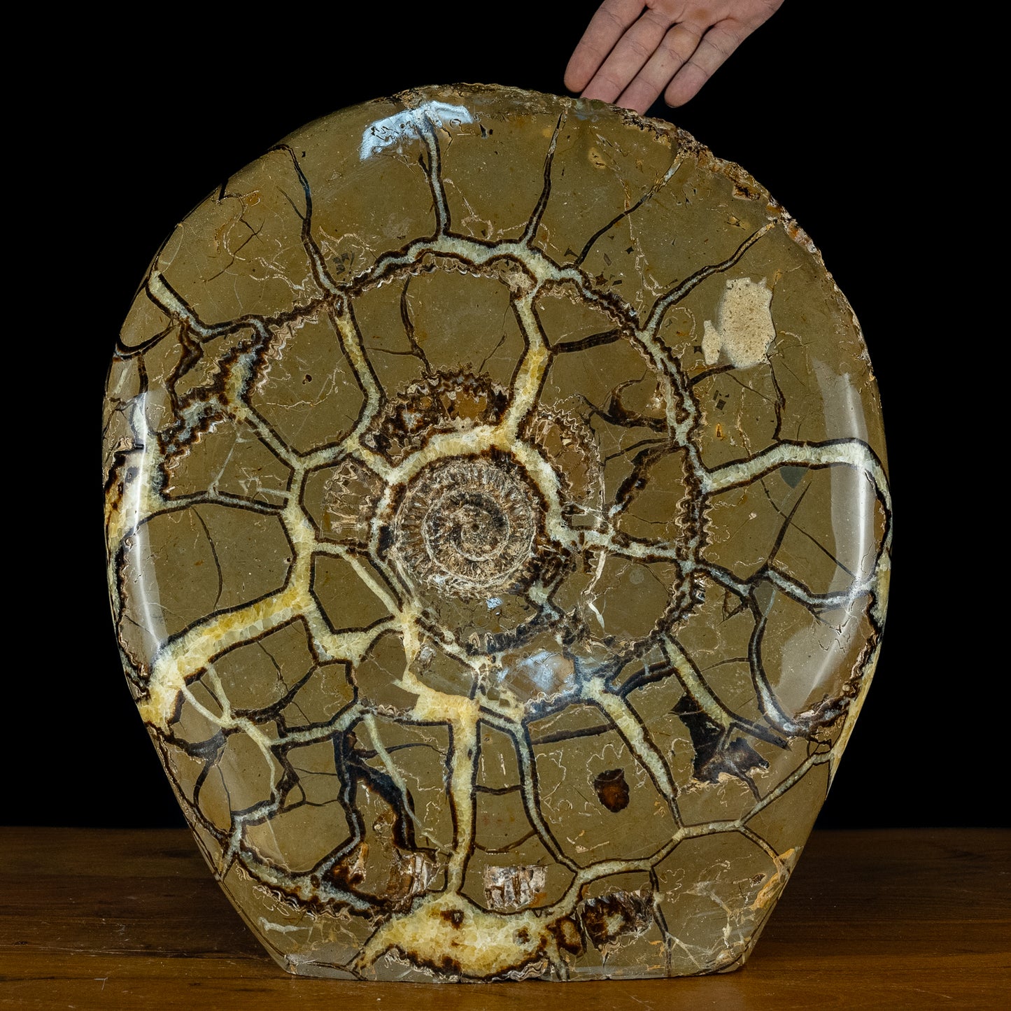 Sehr Selten Riesiger Ammoniten-Fossil in Septarien-Matrix - 34467,89g