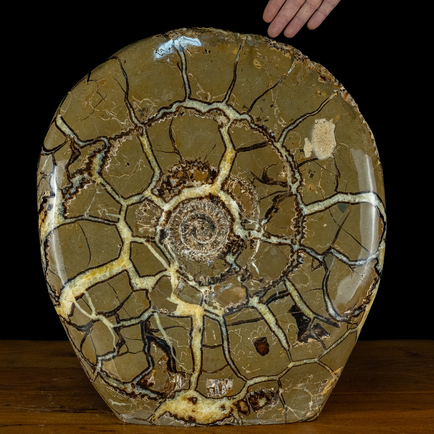 Sehr Selten Riesiger Ammoniten-Fossil in Septarien-Matrix - 34467,89g