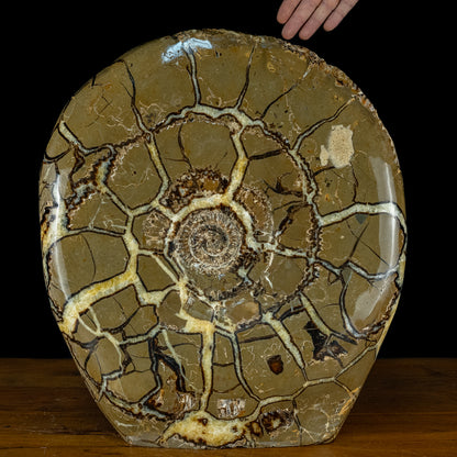 Sehr Selten Riesiger Ammoniten-Fossil in Septarien-Matrix - 34467,89g