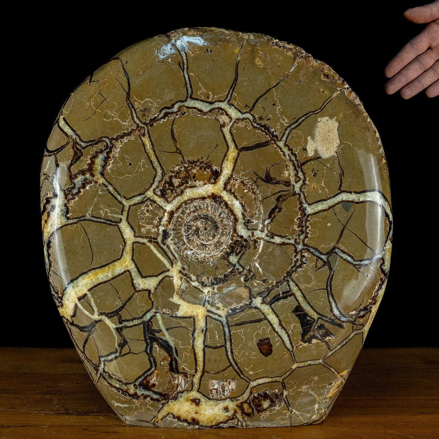 Sehr Selten Riesiger Ammoniten-Fossil in Septarien-Matrix - 34467,89g