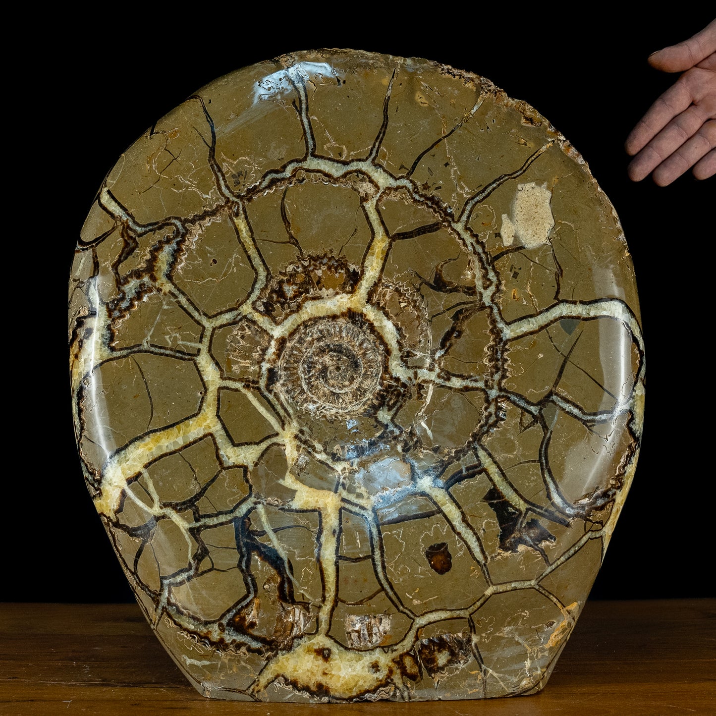 Sehr Selten Riesiger Ammoniten-Fossil in Septarien-Matrix - 34467,89g