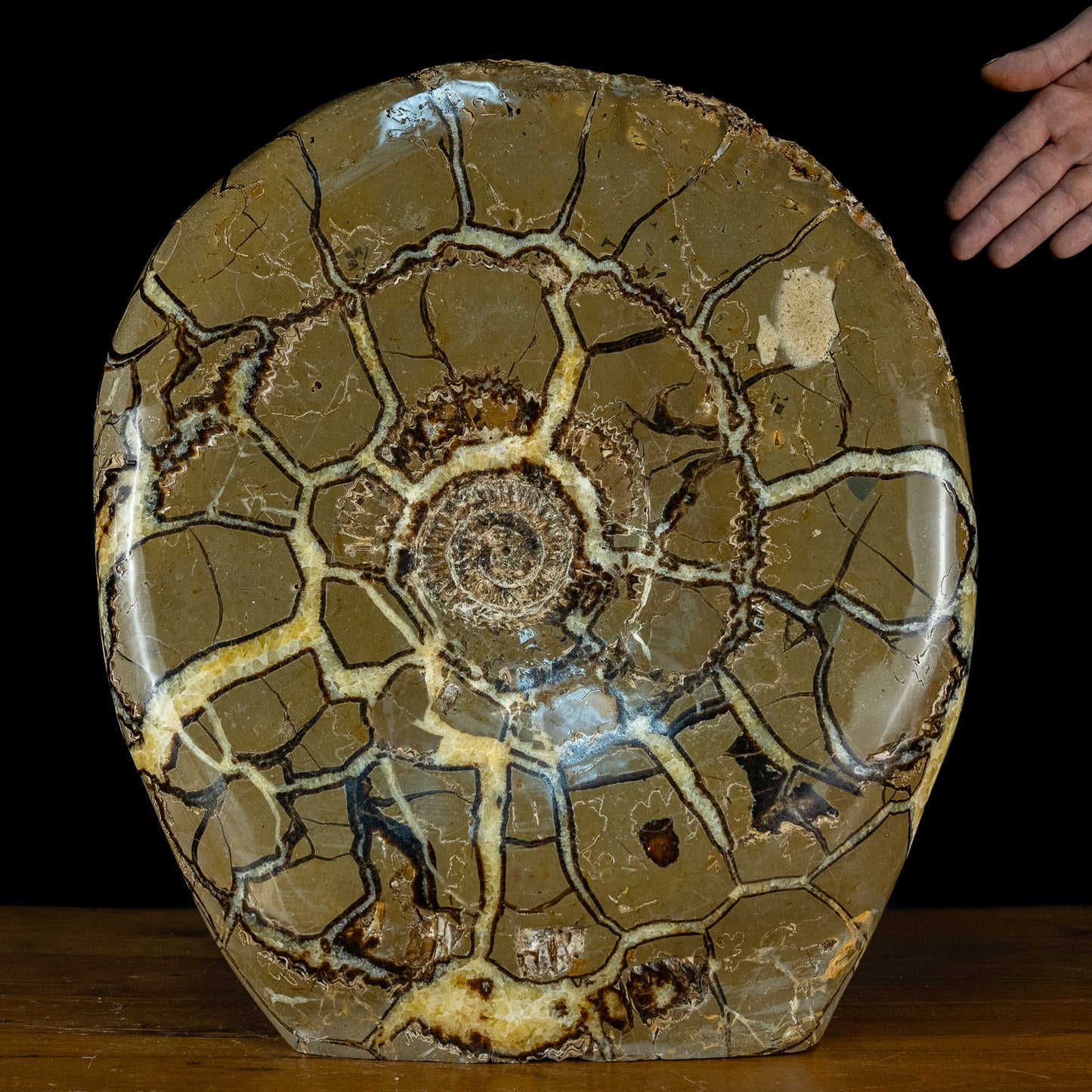 Sehr Selten Riesiger Ammoniten-Fossil in Septarien-Matrix - 34467,89g