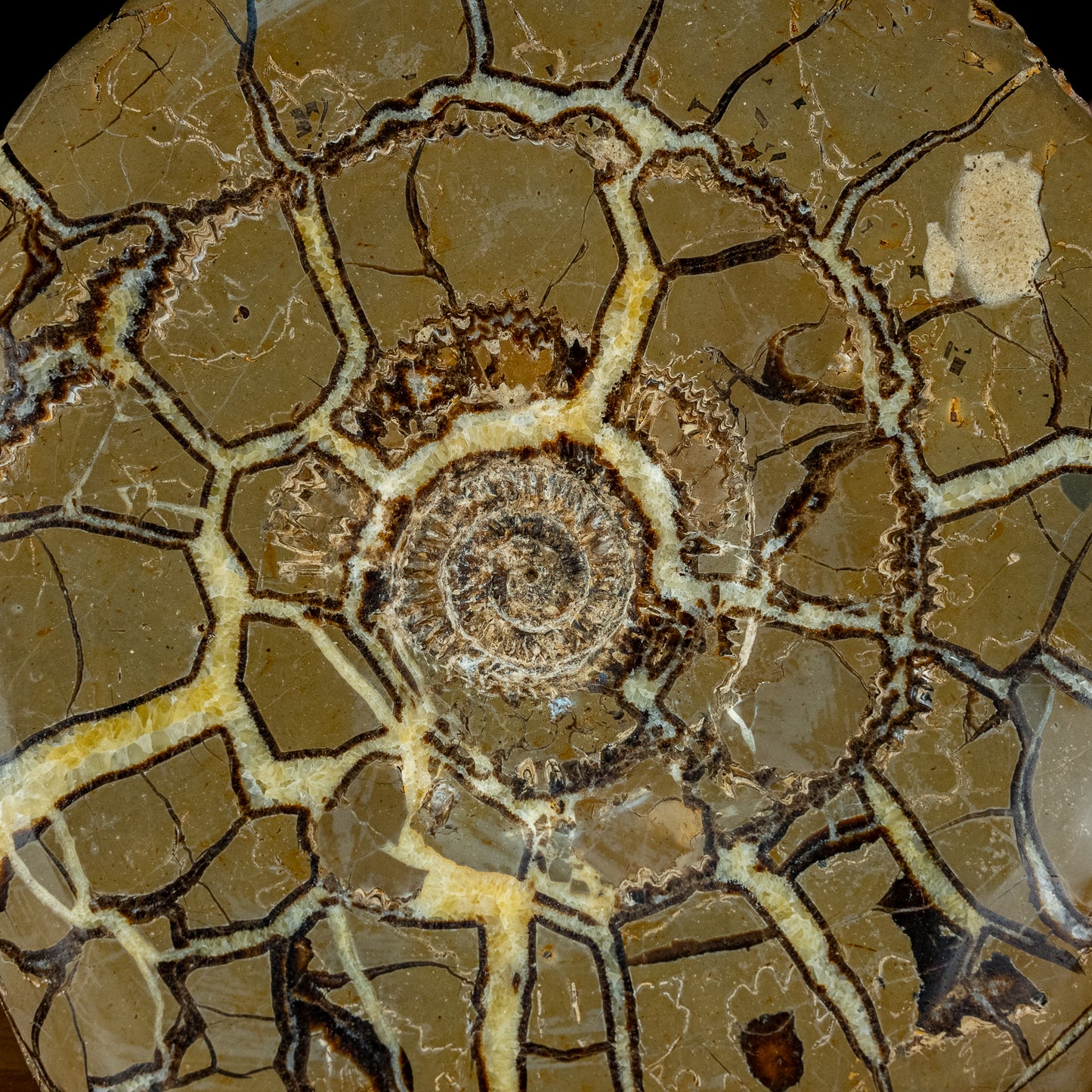 Sehr Selten Riesiger Ammoniten-Fossil in Septarien-Matrix - 34467,89g