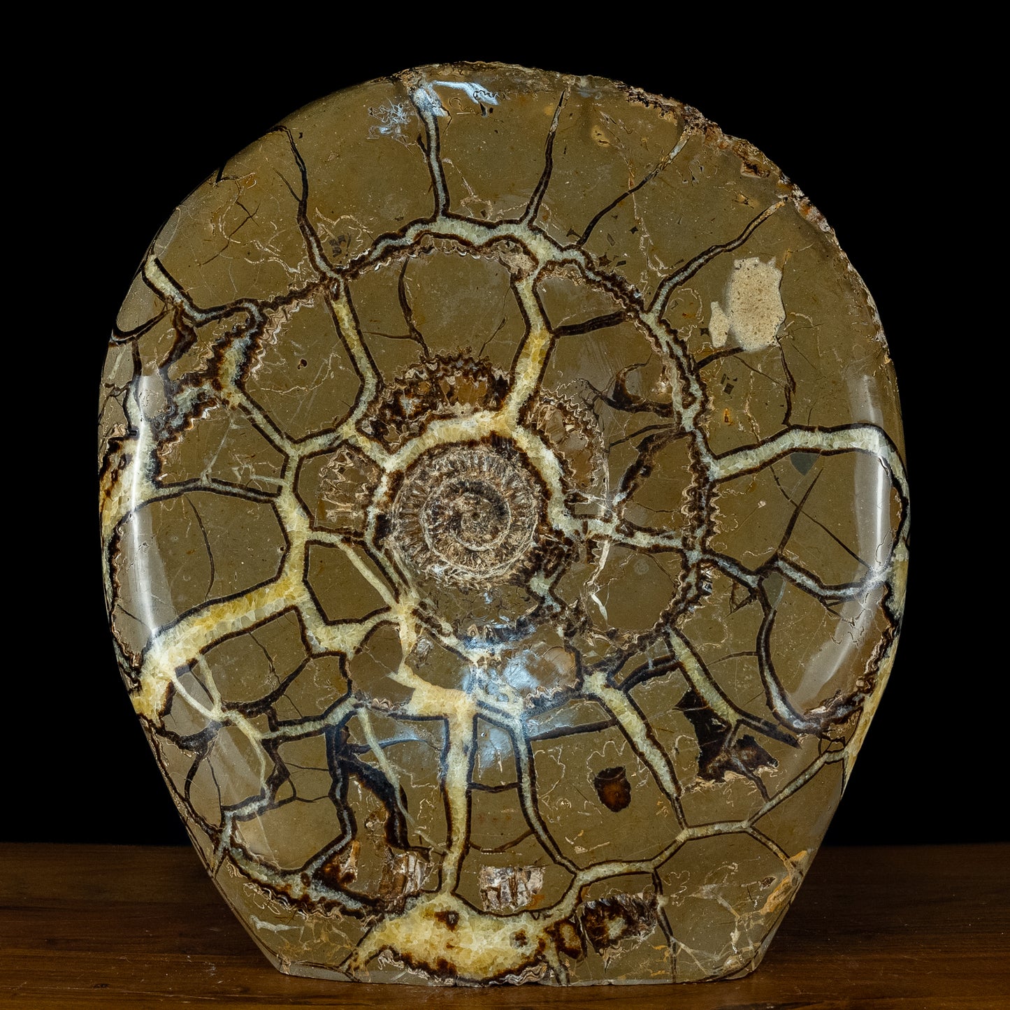 Sehr Selten Riesiger Ammoniten-Fossil in Septarien-Matrix - 34467,89g